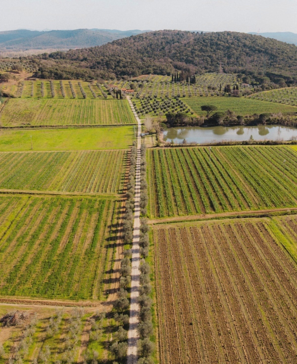 Vinmark ved Bulichella i Toscana